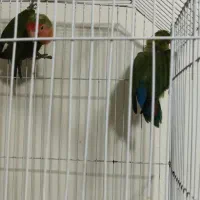 یه جفت طوطی برزیلی