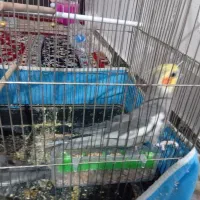 عروس هلندی|پرنده|نجفآباد, صالح آباد|دیوار