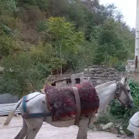 اسب غزل یابو جوان