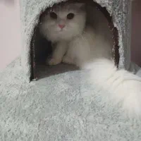 گربه پرشین کلاسیک اصیل