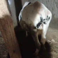 یک راس گوساله نر و گاو ابستن|حیوانات مزرعه|ماهنشان, |دیوار