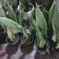 حراج حراج انواع گل|حراج|رشت, نخودچر|دیوار