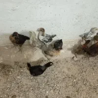 جوجه مرغ خورموج|حیوانات مزرعه|خورموج, |دیوار