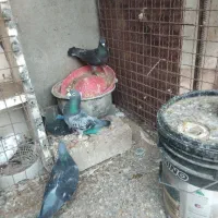 کبوتر نر و ماده