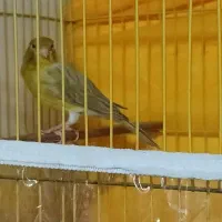 دو تا قناری نر  و دو تا قفس