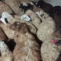 گوسفند داشتی|حیوانات مزرعه|کرمانشاه, |دیوار