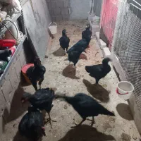 مرغ لاری۷ماهه|حیوانات مزرعه|میاندوآب, |دیوار