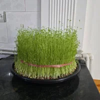سبزه برا مراسم ختم همراه باسینی مشکی