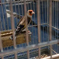 سهره مست بخون