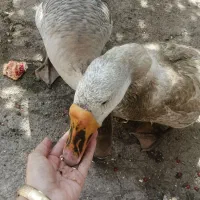 قو غاز