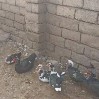 غاز و اردک روسی|حیوانات مزرعه|خوی, |دیوار