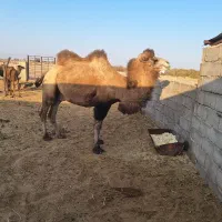 لوک دوکوهان