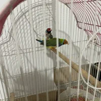 جفت فنچ گلدین