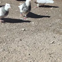 کبوتر طوقی و دمبی ماده|پرنده|دوگنبدان, |دیوار