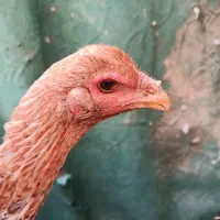 مرغ لاری|حیوانات مزرعه|نیمروز, |دیوار