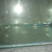 بچه ماهی زبرا