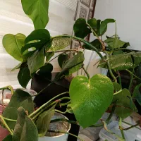 تعدادی گل اپارتمانی|گل و گیاه طبیعی|تهران, نیروی هوایی (پیروزی)|دیوار