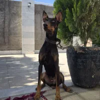 سگ دوبرمن|سگ|کرمان, |دیوار