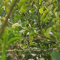اسکان برای هموطنان
