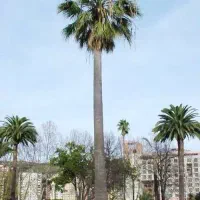 فروش فوری زمین در گلسار