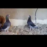 پرنده  دوبر. وانروی