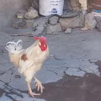 خروس جوان