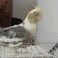 عروس هلندی|پرنده|مشهد, ایثار|دیوار