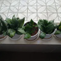 گل بدون گلدان.همش با هم ۳۰۰