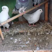 پرنده|پرنده|مینودشت, |دیوار