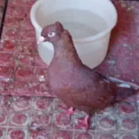 کبوتر|پرنده|اهواز, کمپلو شمالی|دیوار