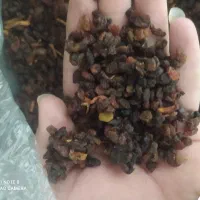 بار خوشک|عمده‌فروشی|دلیجان, |دیوار