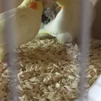 عروس هلندی|پرنده|سبزوار, قاضی زاد|دیوار