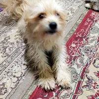 فروش سگ|سگ|کاشان, گبرها|دیوار