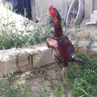 خروس لاری ۴ عدد
