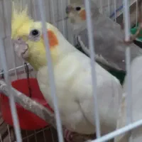 پرنده عروس  همراه جوجه