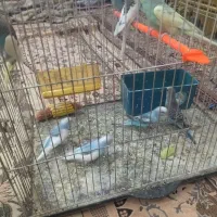 ۶عدد مرغ عشق برافروش|پرنده|مشهد, طبرسی شمالی|دیوار