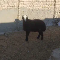 میش و بره