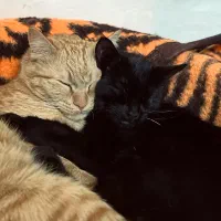 واگذار گربه نر و ماده