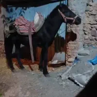 اسب اخته|اسب و تجهیزات اسب‌سواری|طالقان, |دیوار