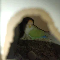 یک جفت طوطی کوتوله مولد تخم گذاشتن|پرنده|کرمان, |دیوار