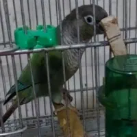 معاوضه گیرینچیک تراکوییس نرمال ماده با تراکوبیس نر