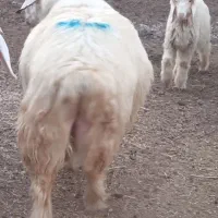 قوچ|حیوانات مزرعه|باوی, |دیوار