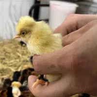 جوجه محلی   جوجه کاکلی    جوجه گردن لخت