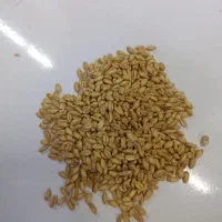 گندم