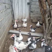 فروش اردک اسرائیلی|حیوانات مزرعه|امیرکلا, |دیوار