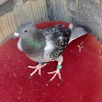 پولک مسافتی ضمانت میدم مدرک ندارع خیلی زرنگ