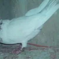 گم کردم