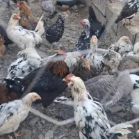 مرغ وخروس گلین لری|حیوانات مزرعه|جغتای, |دیوار