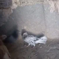 کبوتر رنگی|پرنده|اسفراین, |دیوار