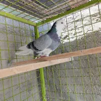 کبوتر پرشی ابلغ